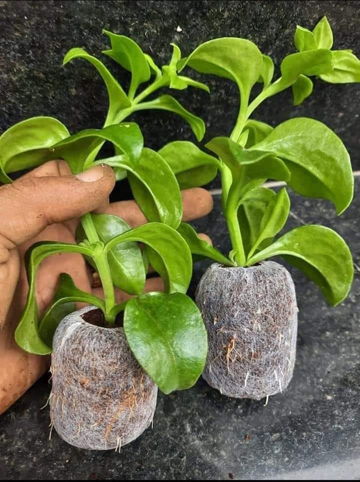 Coco Coir Pellets and Jiffy Plugs Perfect for Seed Germination, Rooting, and Healthy Plant Growth - Cocopeat Seedling Coins (20Pcs of Pack) (B0CT5VFV9P) Amazon Price History, Amazon Price Tracker