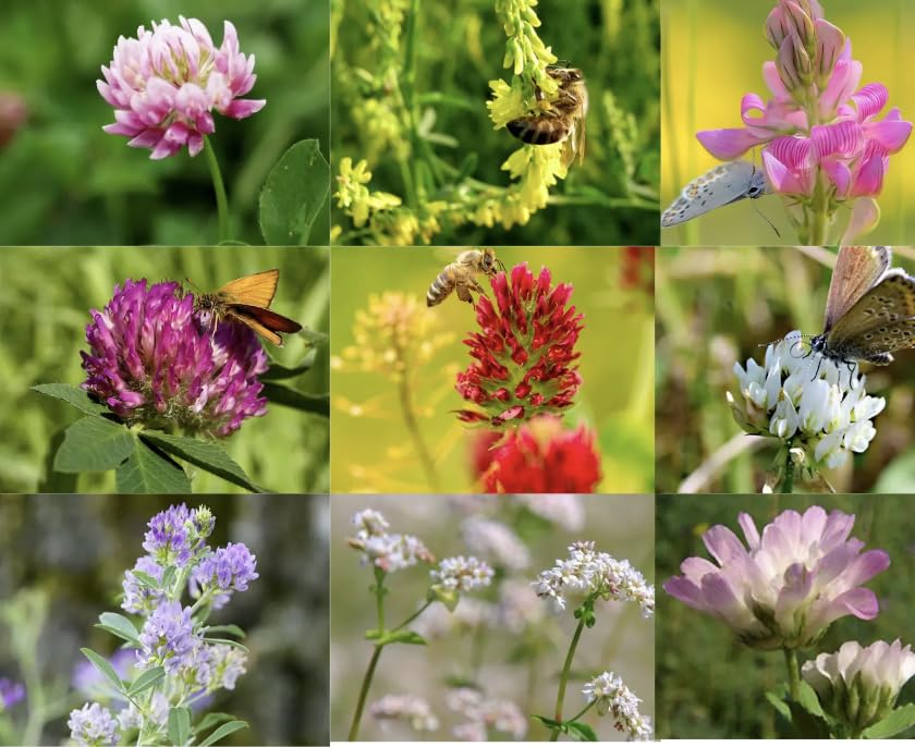 Clover Mix Seeds 10 Different Types of Clovers Shamrock Meadow Flower Cover Crop Green Manure (250, Grams)