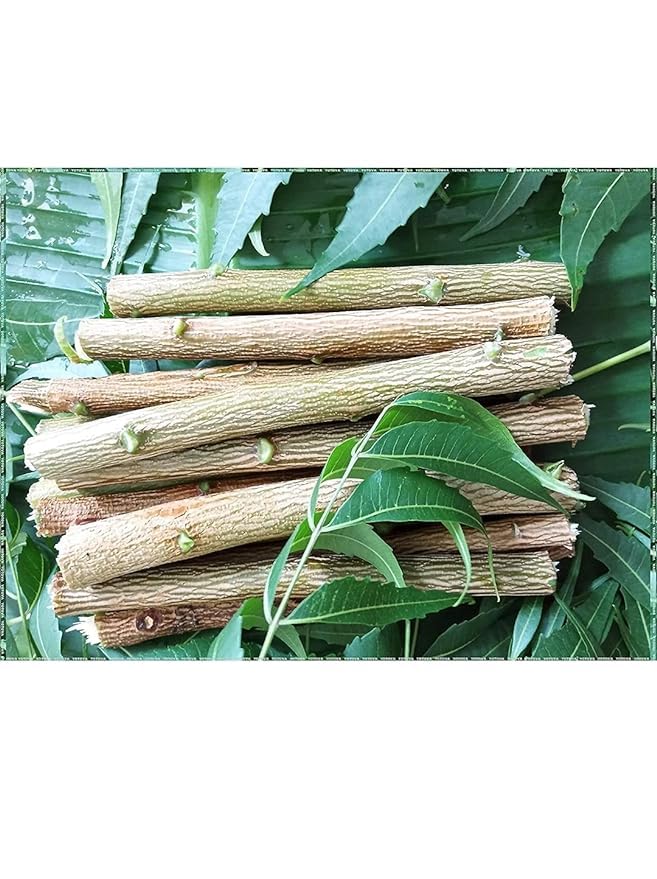 Natural Neem Stick Datun Brush para dientes fuertes, Nim Datun No Germs, 15,24 cm, 81 unidades