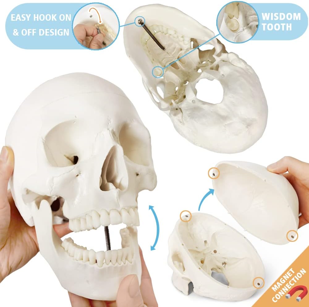 Merinden Human Skeleton Model For Anatomy 67 inch High, Full Size Skeleton Models with 3 Poster, Skull, Spine, Bones, Articulated Hand & Foot, for Anatomy Medical Learning