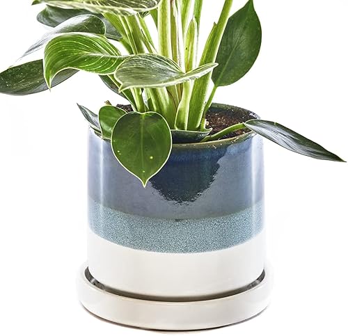 CHIVE Macetas de cerámica para suculentas 'Minute', macetas de 5 pulgadas para cactus y flores de interior con drenaje y platillo desmontable, verde