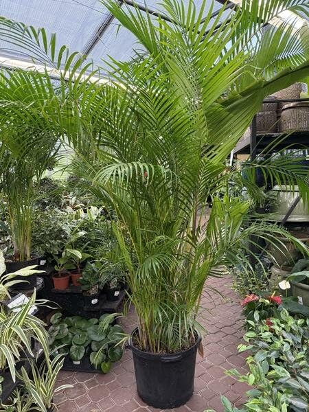 Image of Areca Palm Plant, Natural Air Purifier, Indoor & Outdoor Organic Live Plant, Stylish Home & Office Decor, Without Pot.A9