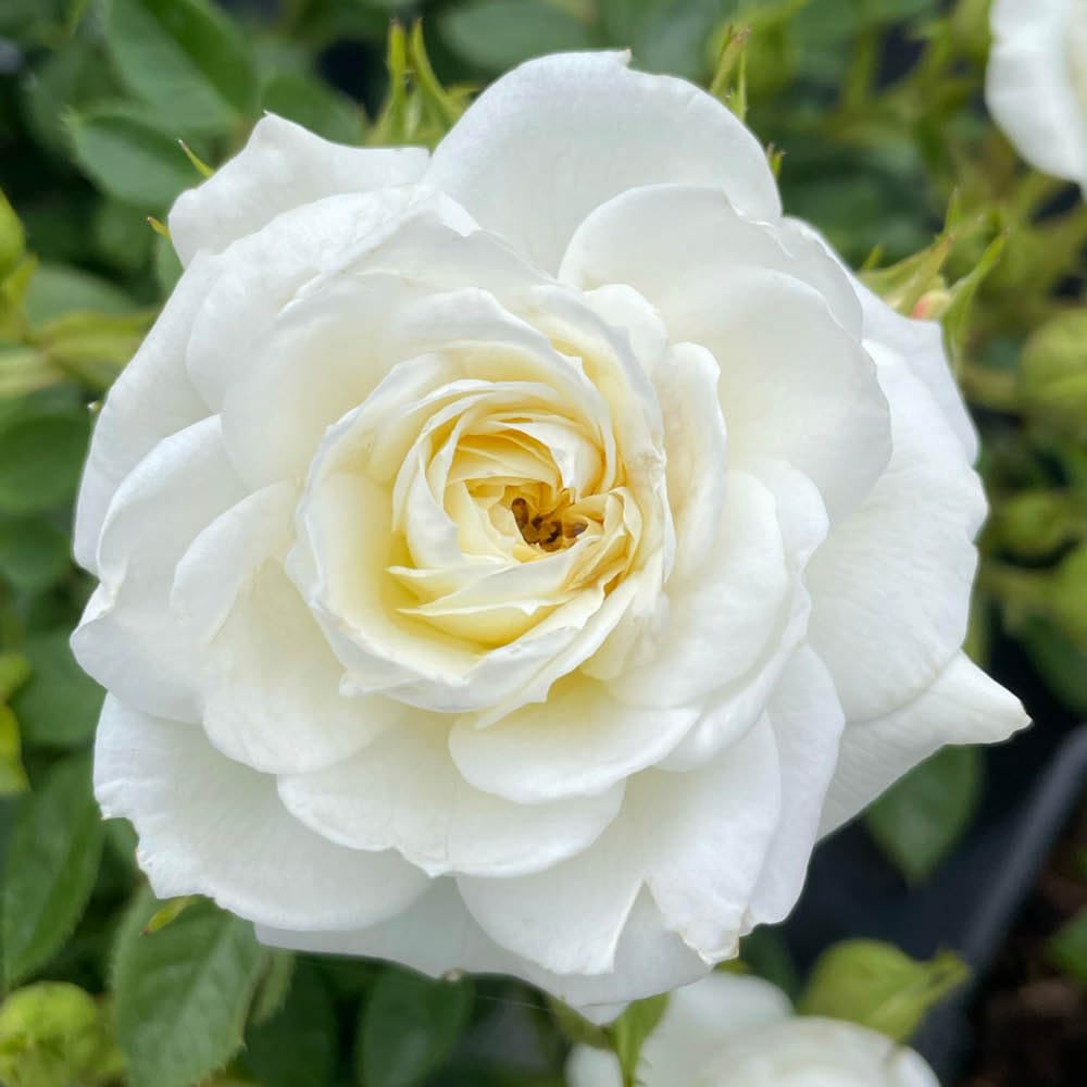 YouGarden Harkness Roses Nicole's Rose, White Floribunda Rose, 4 Litre Pot, Amber Centre, Light Scent, Garden Gift, Ready To Plant