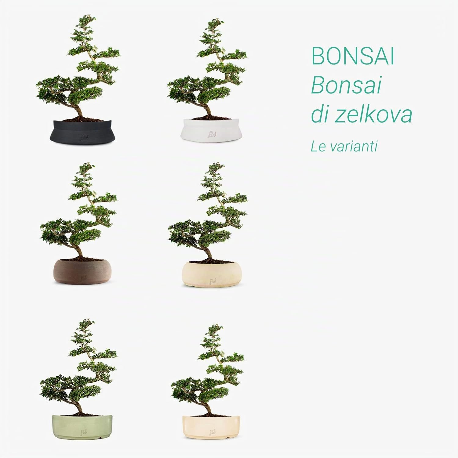 Bonsai di Zelkova Altezza 40 cm, Pianta Vera, per Interno ed Esterno, Vaso Artigianale di Terracotta- Bianco