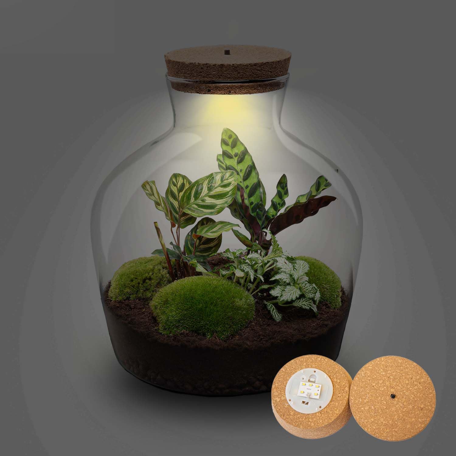 Kit DIY Terrarium • Fat Joe • Écosystème avec Plantes • ↑ 30 cm