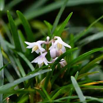 ぴかん様　購入済みです。龍の髭　黒龍　２株で付いて１株です。　抜き苗　2-(6) 楽天市場】【送料無料】黒竜 ( コクリュウ ) 竜の髭 花苗 カラー