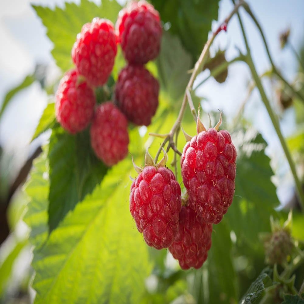 Josephine Raspberry - 1 Red Raspberry Plant - Everbearing - Organic Grown -