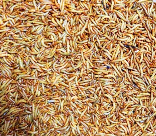 Tenebrio Molitor Vivos (300–400 uds) – Gusano de la Harina – Alimento para Hormigas en Hormigueros y Snack Vivo para Reptiles-Gecko-Pajaros etc
