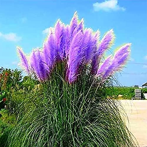 QAUZUY GARDEN 200 Rare Purple Pampas - Cortaderia Selloana Seeds - Striking Perennial Flowering Native Ornamental Grass - Fast-Growing & Low-Maintenance