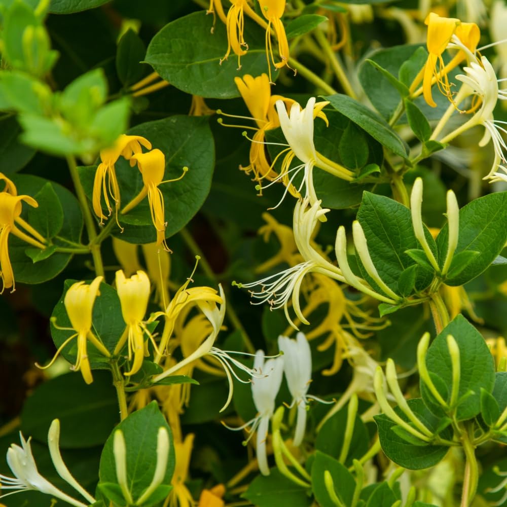 Honeysuckle 'Hall's Prolific' - Vigorous Climber, Honey-Scented Blooms, Semi-Evergreen Foliage, Perfect for Trellises & Pergolas - 1x 1.7 Litre Potted Plant by Thompson & Morgan