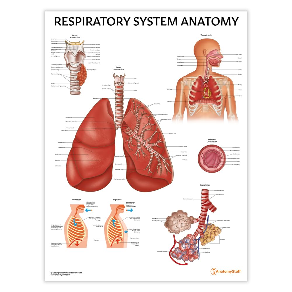 Atmungssystem Anatomie Diagramm Poster 45x60 cm 18x24 Zoll Genaue und umfassende anatomische Illustration Pädagogisch Klassenzimmer