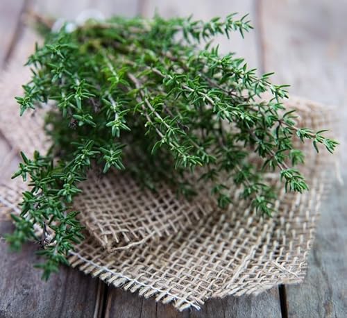 300 Semi di Timo, Thymus Vulgaris, pianta perenne, Erba Aromatica per Cucina ricca di benefici