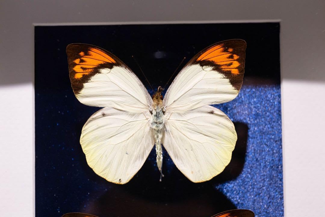 ツマベニチョウ 蝶 標本 インテリア おしゃれ 蝶 標本 インテリア