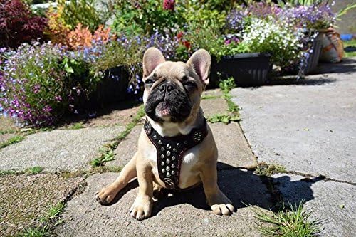 Bestia Studded Leather Harness. Bullterrier Size. 100% Leather. Handmade in Europe