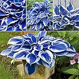 Diese Hostas Sind Wartungsarm und Gedeihen Unter Verschiedenen Bedingungen. Kältebeständig, dauerhafte temperan bis zu meno 15 grad Celsius, meore das gnze jahr über schönheit gewährleisten.