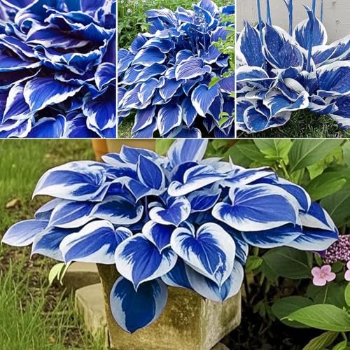 Roadoor 200pcs hosta blumensamen niedrige wartung Nicht-gvo-hoher ertrag Gut angepassst schnellwachsende gartenblumensamen im freien bleu