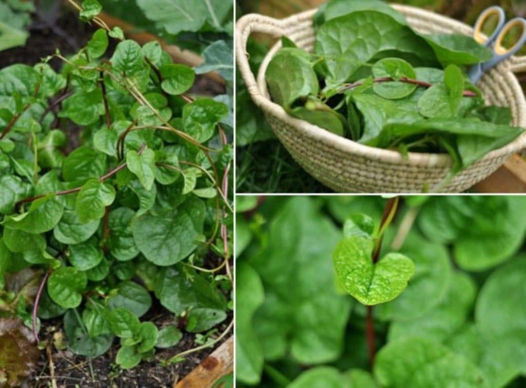 RED Malabar Spinach (Basella alba) rau m?ng toi 500mg Seeds for Planting, Open Pollinated, Fast-Growing Specialty Green, Asian Vegetable, Green Vegetable Plant