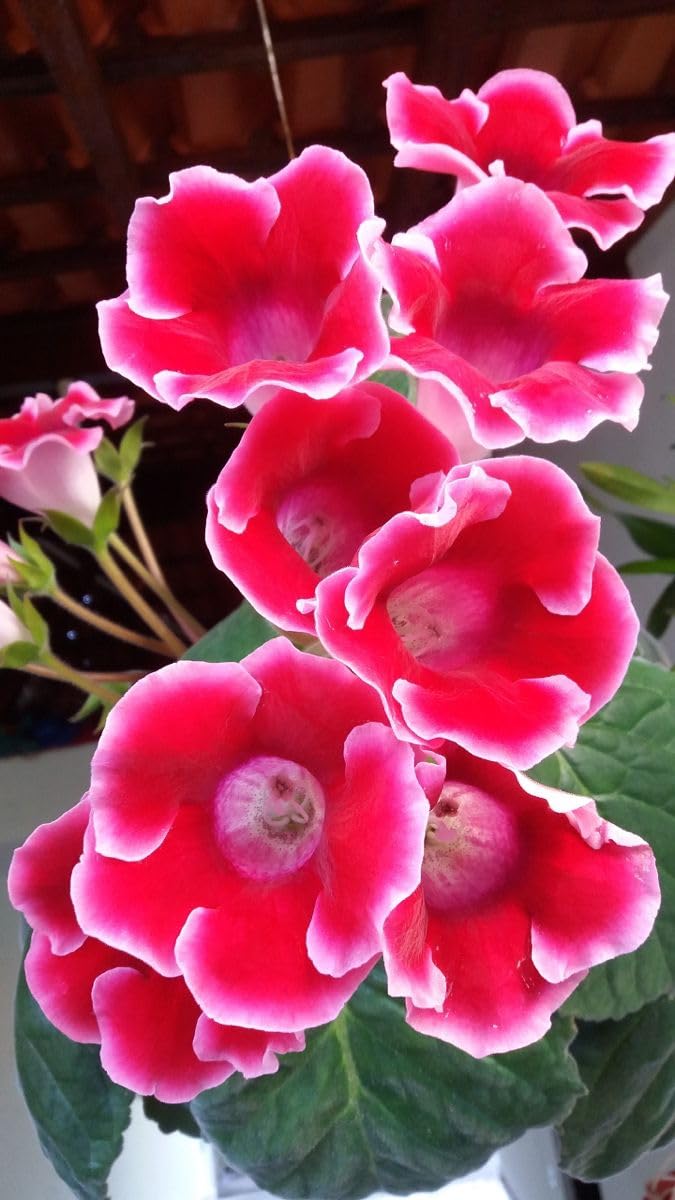 Garden® Imported Gloxinia Flower Bulbs for Home and Gardening PACK OF 5 BULBS (PINK)