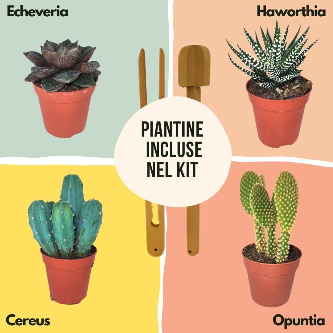 Kit Terrarium Lamparium Grande con Piante Grasse | Vaso in Vetro Ø23,5 cm con Paralume Incluso | Include Substrati, Accessori e Terrario Fai-da-Te