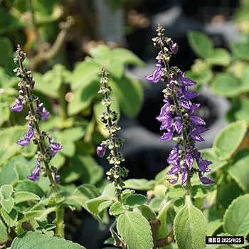 超希少　特大接木苗木！ボリビアンマンゴスチン　アチャチャイル　結果実績有り！ 超希少 特大接木苗木！ボリビアンマンゴスチン アチャチャイル 結果