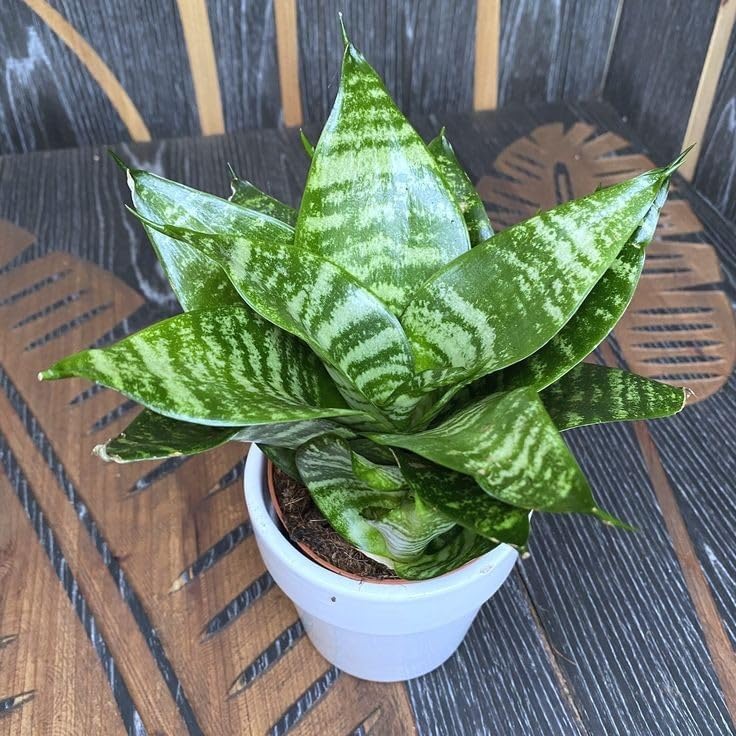 Sansevieria Green Lotus Snake Plant with Pot – Air Purifying Indoor Plant, Low Maintenance Mother-in-Law’s Tongue for Home & Office Decor, Lucky Vastu Plant, Table Top Evergreen Plant-image-17