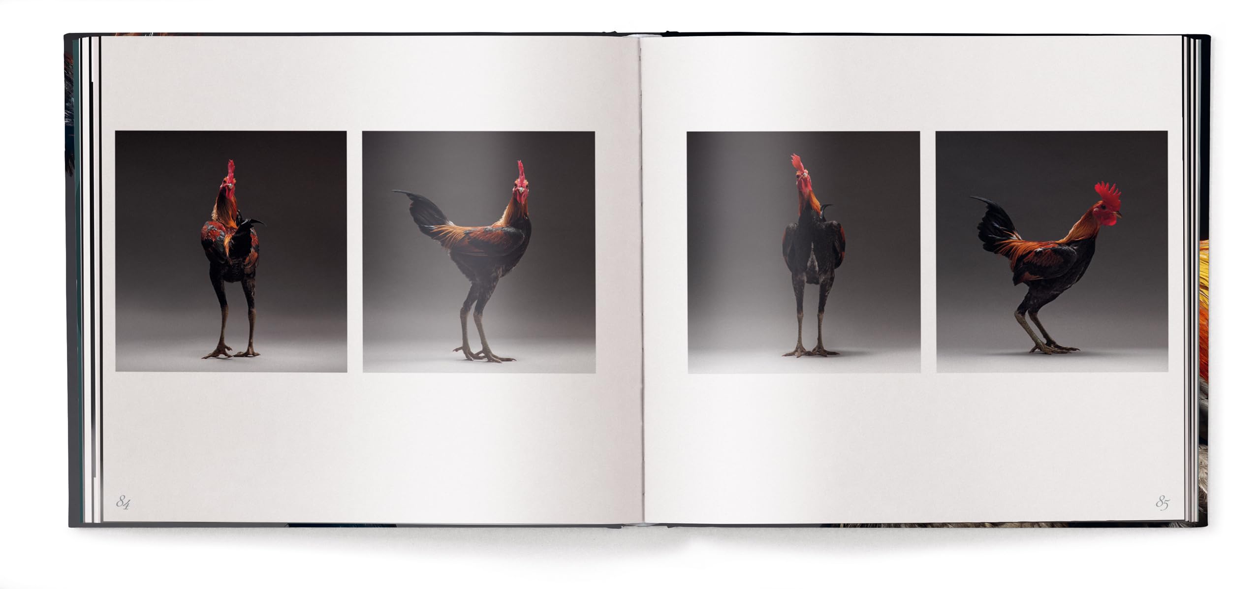 Gefiederte Eleganz: Eine fotografische Hommage an das Huhn
