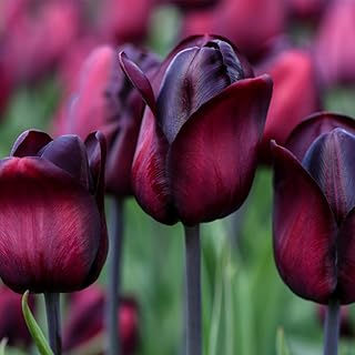 Tulip Triumph Ronaldo Tulipa Triumph Tulip Hardy Bulb Rich Claret-Wine Colour Great as a Cut-Flower Ideal for beds, Borders and containers 32 Bulbs by Thompson and Morgan