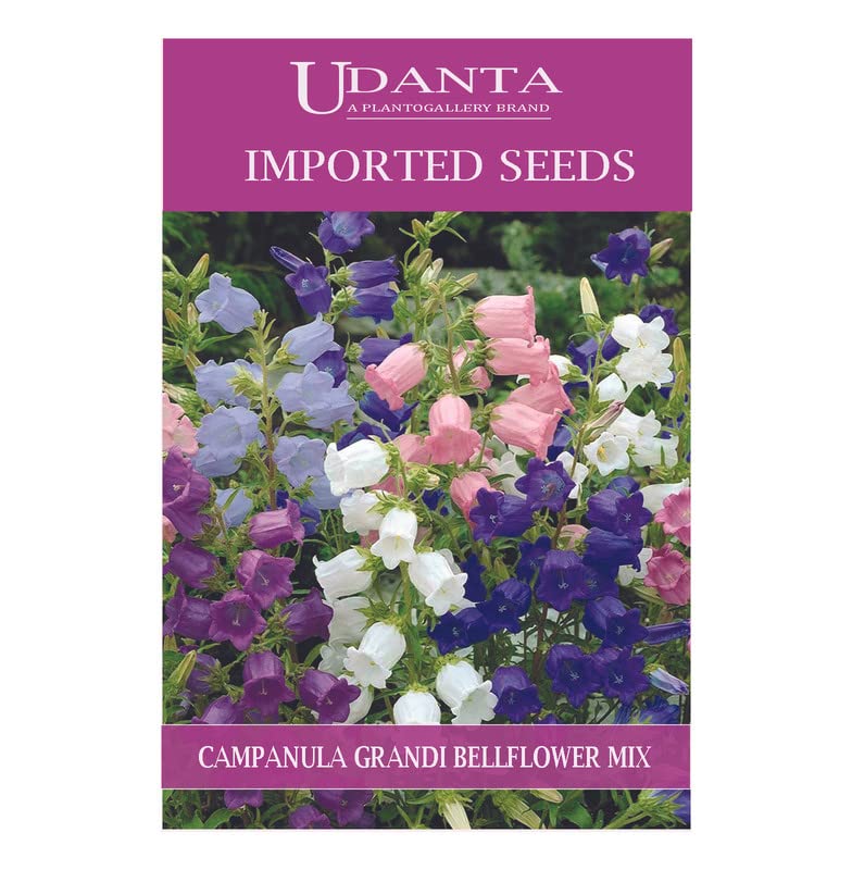 Campanula Grandi Fiori Bellflowers Mix Imported Flower Seeds-image-3