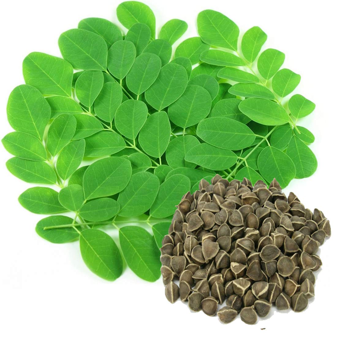 SENECIO� Moringa Oleifera Drumstick Sujna All Season Ayurvedic Medicinal Plant Seed Pack Of 50 Seed (B08RDZFVV9) Amazon Price History, Amazon Price Tracker