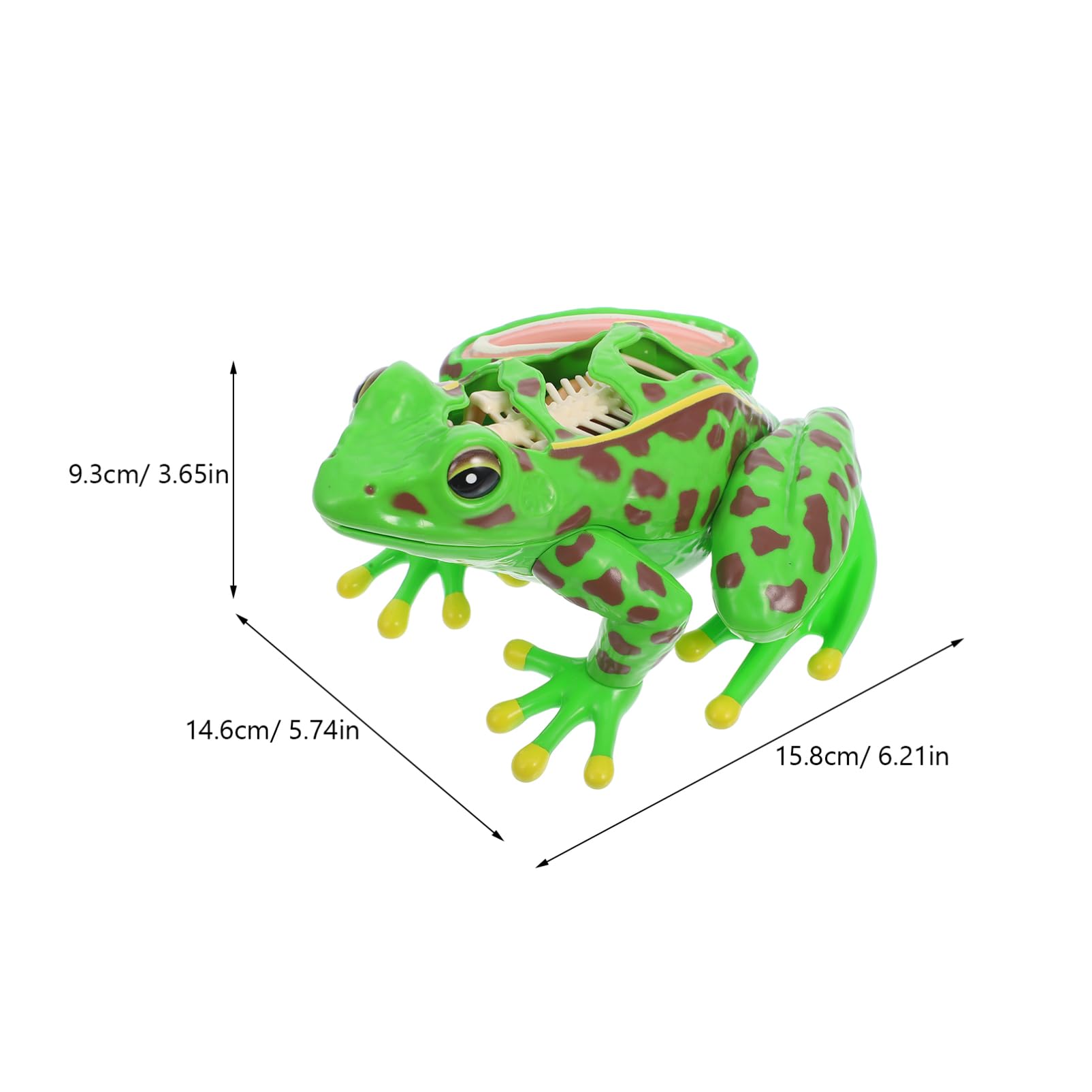 Grenouille Modèle Outils Pour Pour L'Aide À L'Étude D'Anatomie Grenouille Souvenirs Grenouille Anatomie Réplique Réaliste Grenouille Réaliste Grenouille 3D Puzzle Grenouille