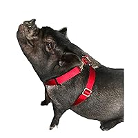 Vista 26 de Hand Made Newly Designed Pig/Hog Harness Longer Backstrap (Small 17" to 24", Lime Green)