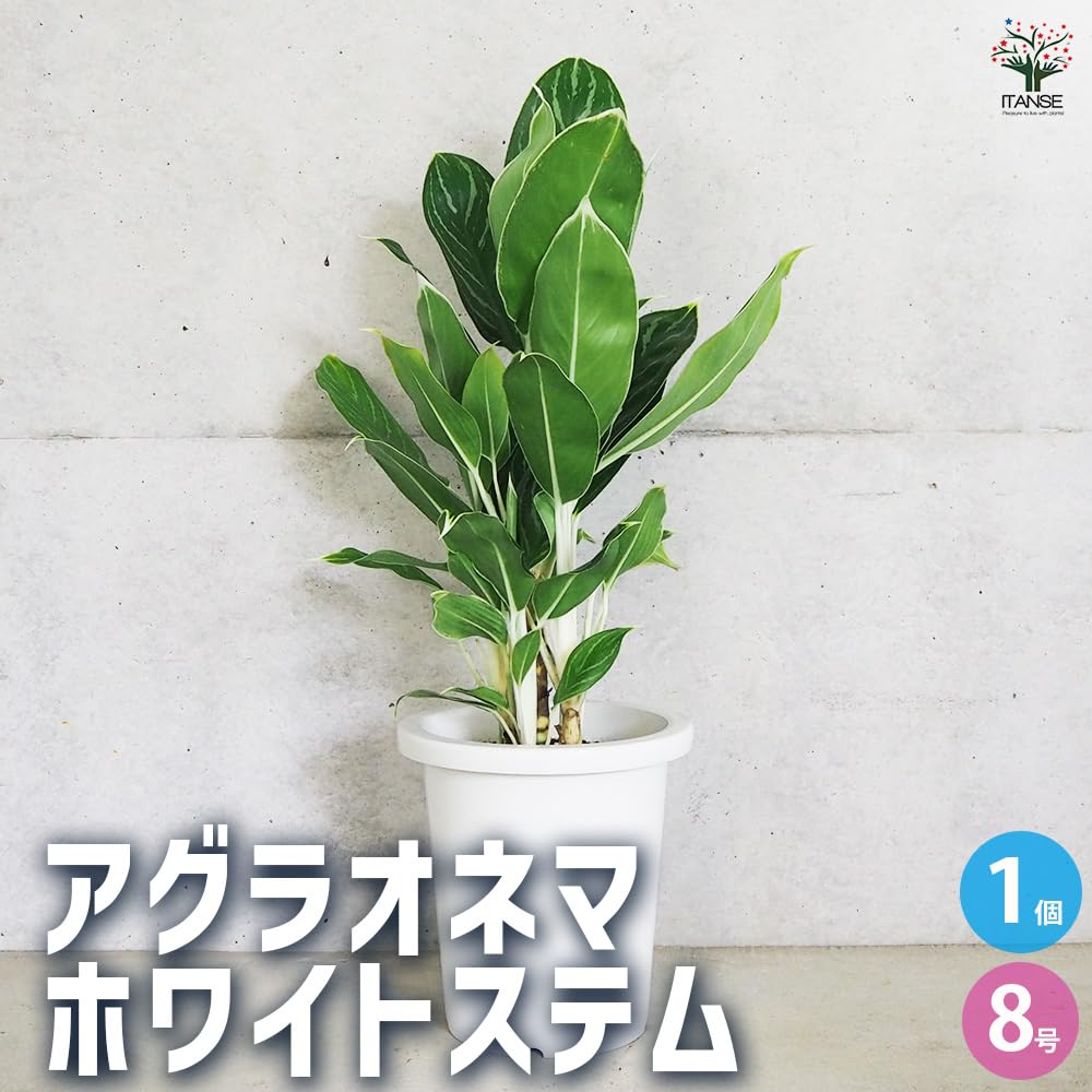 アグラオネマホワイトステム群生特大10号鉢　お引き取り限定 アグラオネマホワイトステム群生特大10号鉢 お引き取り限定