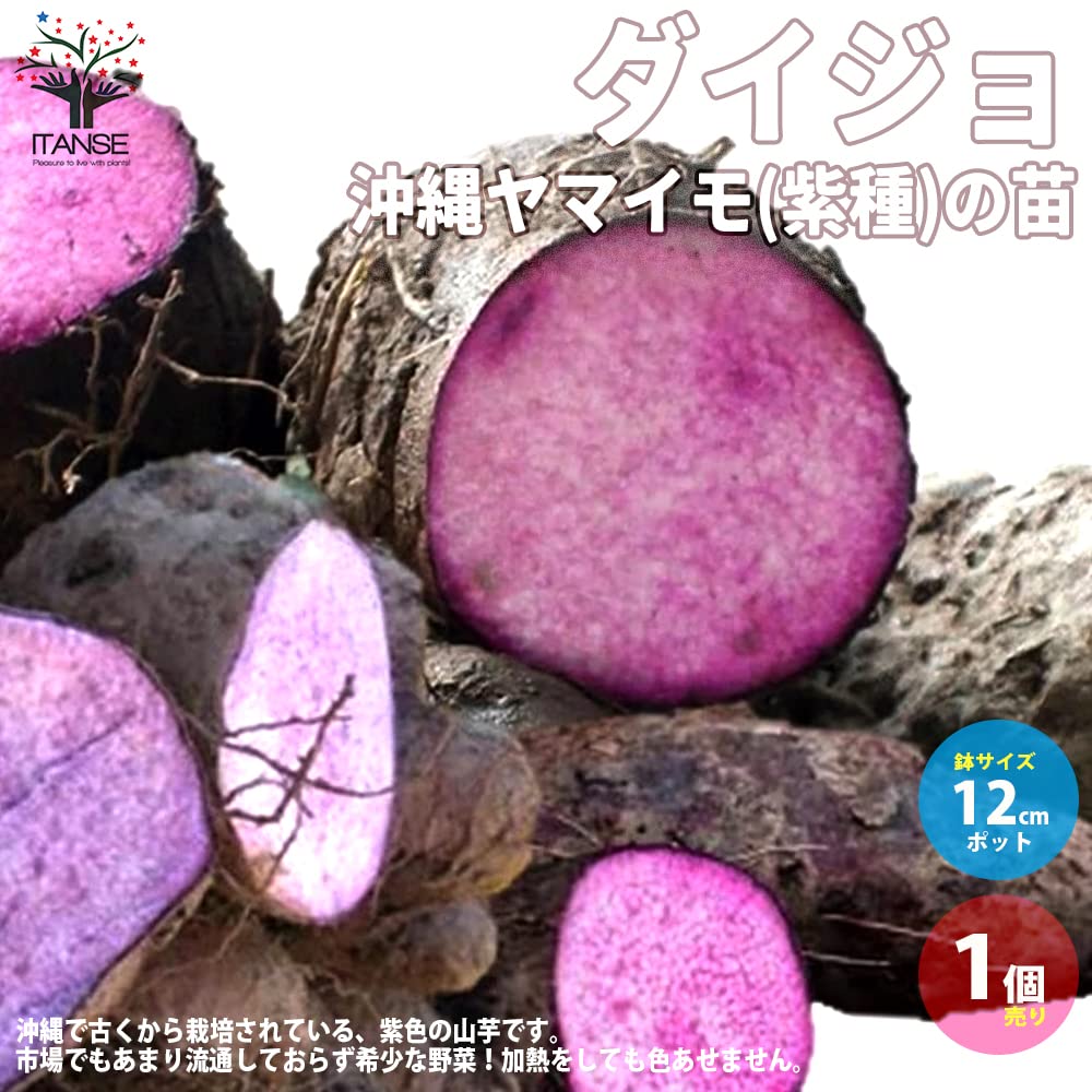 Amazon.co.jp: ダイジョ 沖縄ヤマイモ 紫種 メリクロン苗 12cmポット  