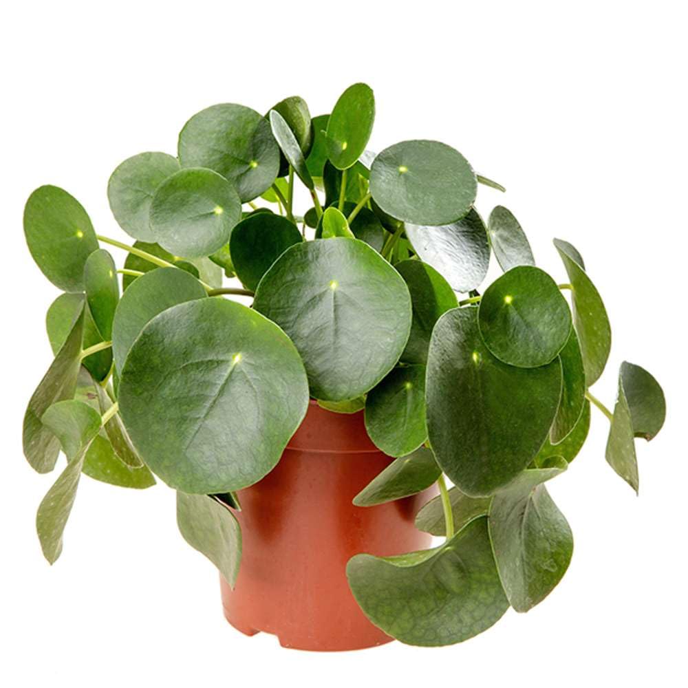 Thirsty Leaves Pilea Peperomioides