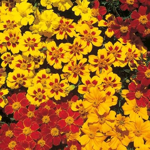Marigold French Seeds - Fantasia Mix