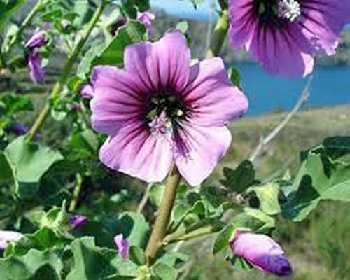 Miniatura 2 de Malva rosa, más de 25 semillas, hermosas flores de rosas brillantes, flor, jardín