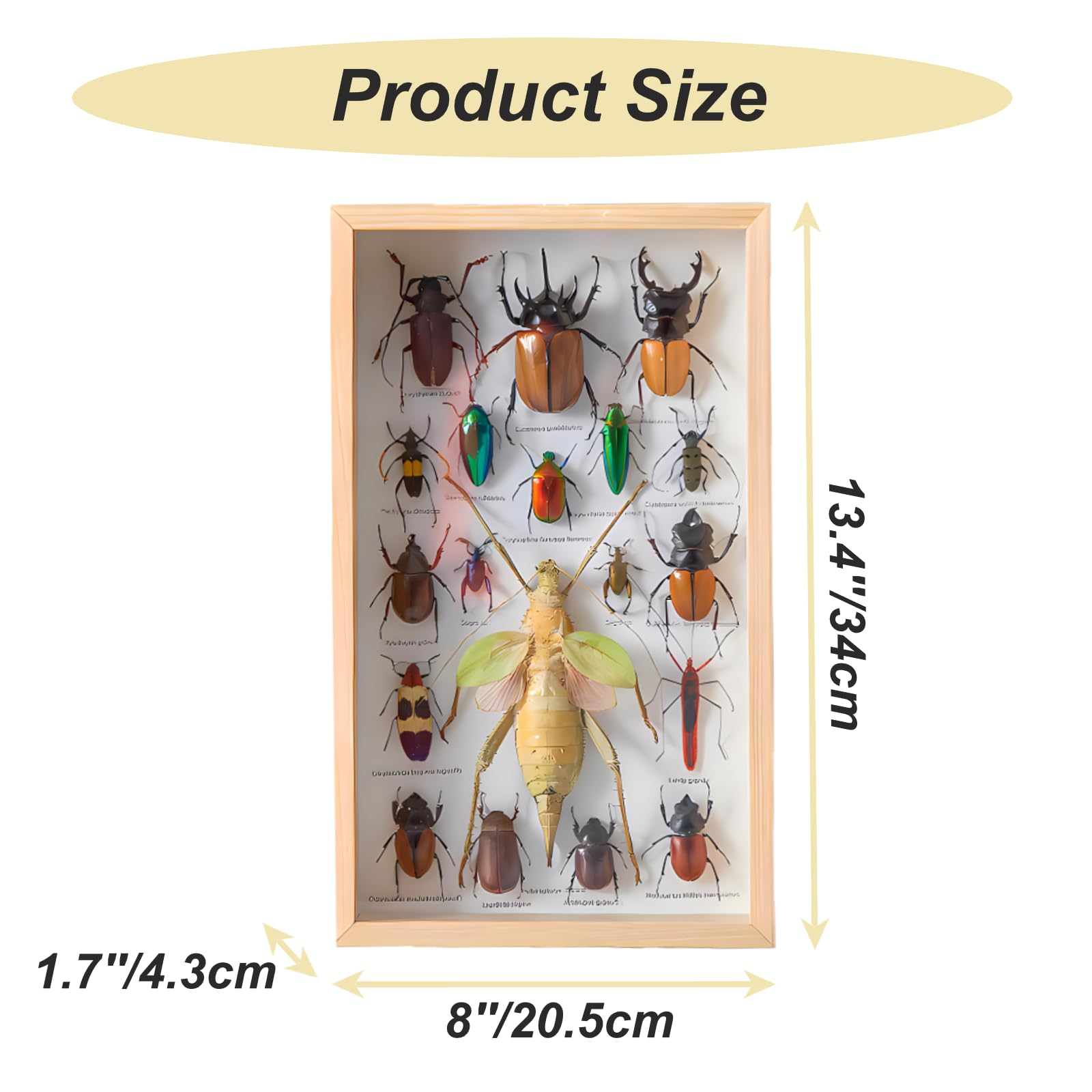 DRXRD Vitrina de Insectos Reales, Caja de Taxidermia de Insectos Mixtos con Marco de Madera y Cierre para Colgar, para Educación y Enseñanza (34 x 20.5 x 4.3cm) A