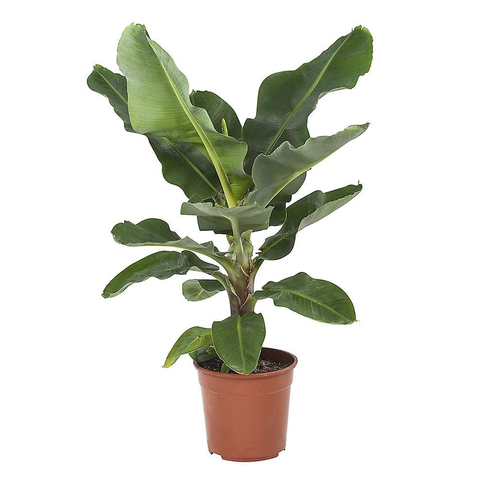 See full amazon price history chart for Creative Farmer Live Plant Dwarf Sweet Cavendish Banana All Season Garden (1 Healthy Live Sweet Tissue Culture Fruit Plant) Creative Farmer Live Plant Dwarf Sweet Cavendish Banana All Season Garden (1 Healthy Live Sweet Tissue Culture Fruit Plant) (B086QCR26G) Amazon Price History, Amazon Price Tracker