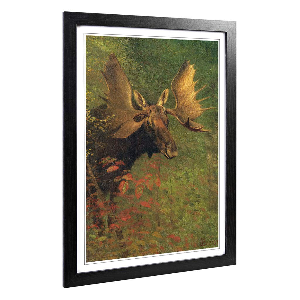 Big Box Art Framed Print of Albert Bierstadt Study of a Moose Design | Wall Art Picture | Home Decor for Kitchen, Living Room, Bedroom, Hallway, Black, A2 / 24.5x18 Inch / 62x45cm