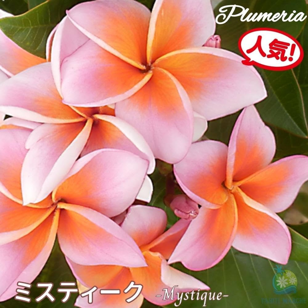 プルメリア5寸枝わかれ4鉢 プルメリア5寸枝わかれ4鉢