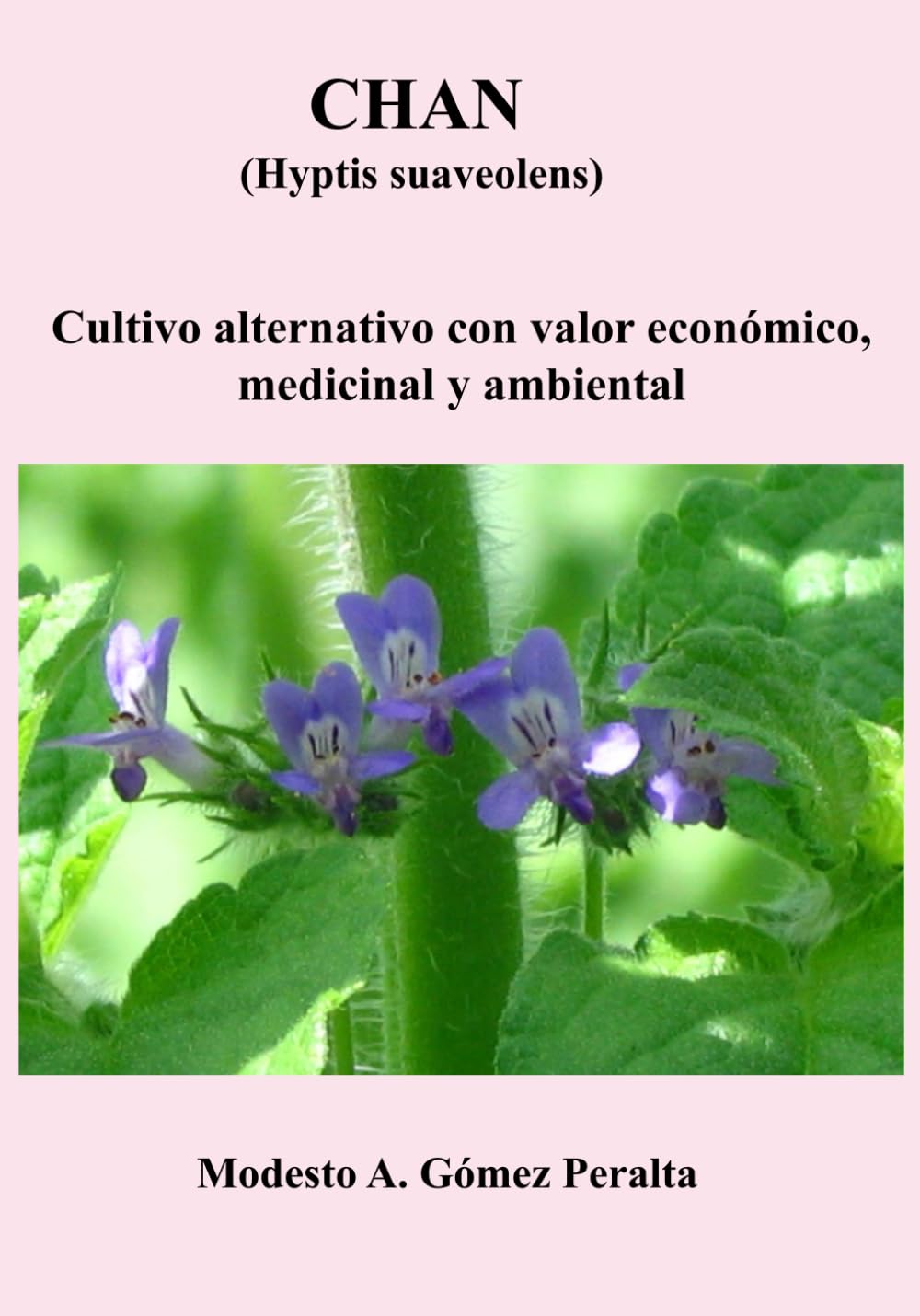 CHAN (Hyptis suaveolens): Cultivo alternativo con valor económico, medicinal y ambiental