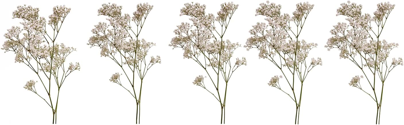 Fresh Cut Baby's Breath, Galaxy (5 bunches)