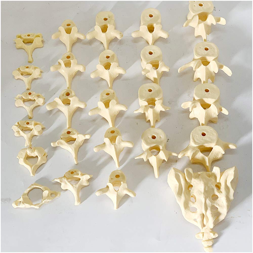 Sjdopulse A Scattered Bone Model - Educational Model Human Spine Model Coccyx Sacrum Scattered Bone Spine Model Scattered Lumbar Spine Thoracic Medical Teaching Model (A)