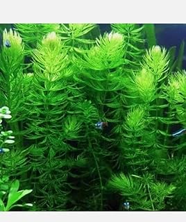 6X Hornwort Ceratophyllum Demersum Aquatic Pond Oxygenating Plant