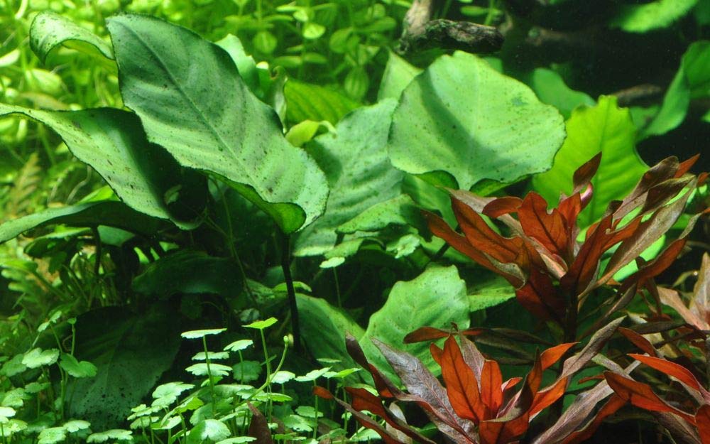 Tropica Einsteiger Maxi Set mit 10 Topf Pflanzen Aquariumpflanzenset Nr.37 Wasserpflanzen Aquarium Aquariumpflanzen