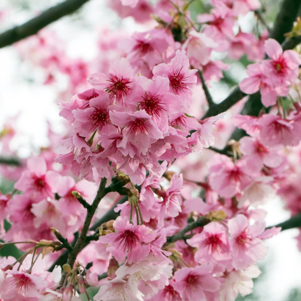 Japanese Alpine Cherry Plant Prunus nipponica VAR. kurilensis 'Ruby' Pink Blooms Easy to Grow Your Own Garden Deciduous Hardy Tree 30-40cm Tall 3.6-Litre Potted Plants By Thompson and Morgan