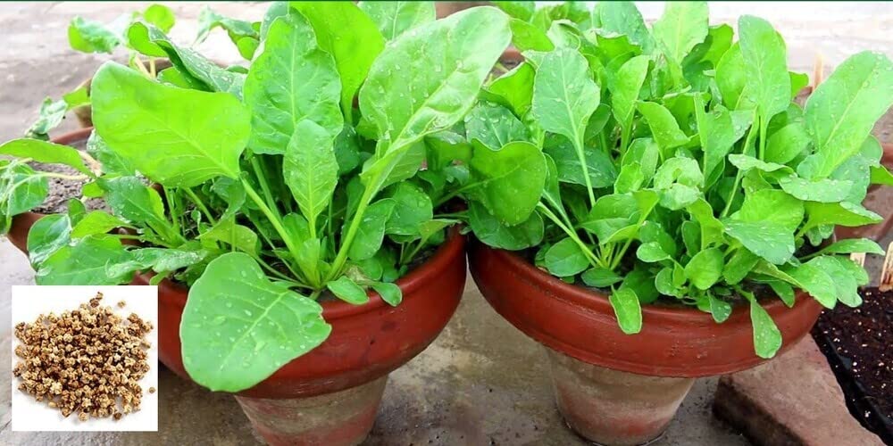 SRI SAI FORESTRY Organic Spinach Seeds Palak Pasala keerai Palakura vegetable seeds Pack of 50 for Home Garden (B094R2M5FG) Amazon Price History, Amazon Price Tracker
