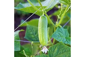 2 Cucumber Plants Live for Planting: Enhance Your Garden with Thriving Green Cucumber Starters