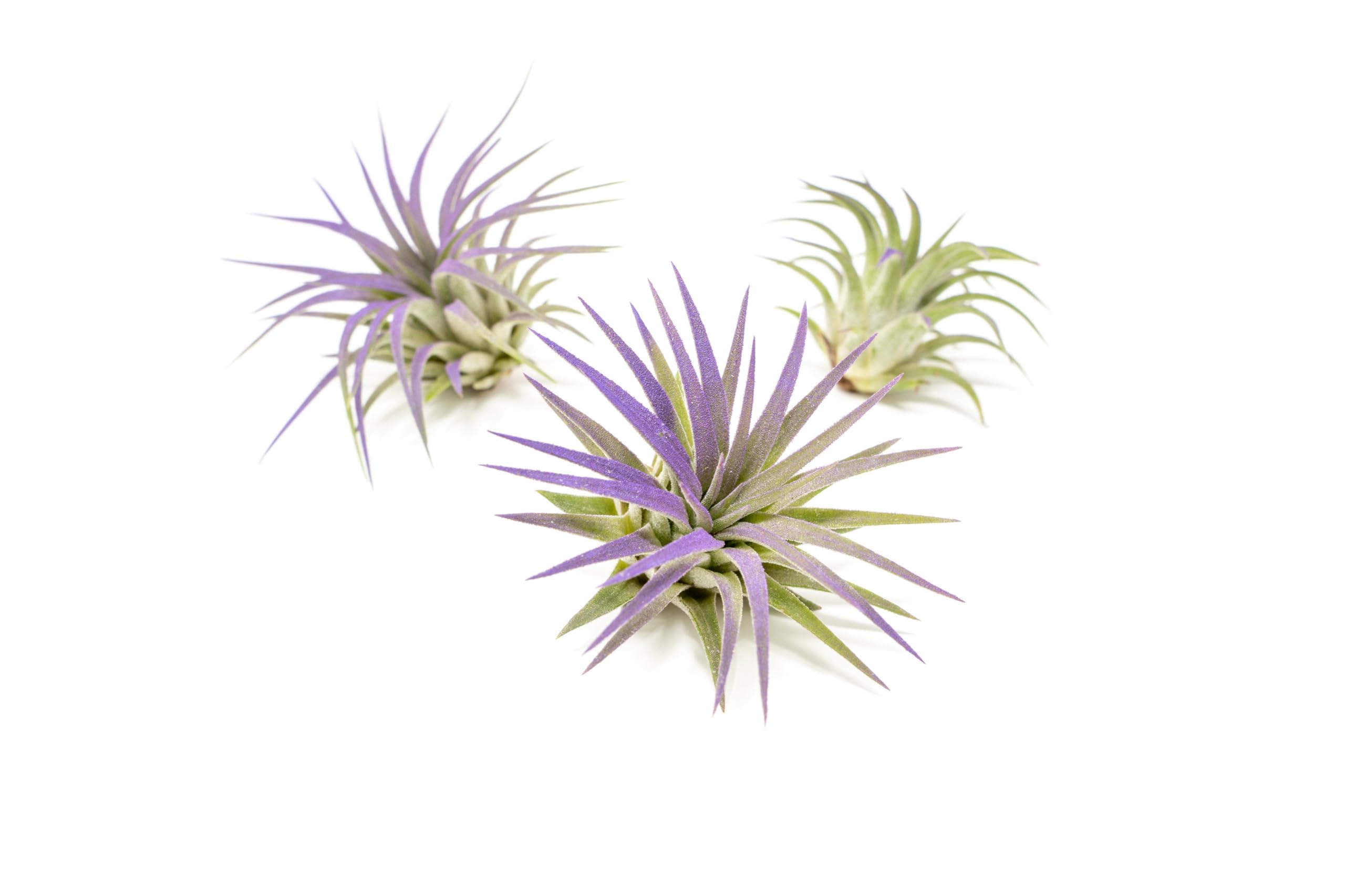 Purple Tillandsia Air Plants Pack of 3