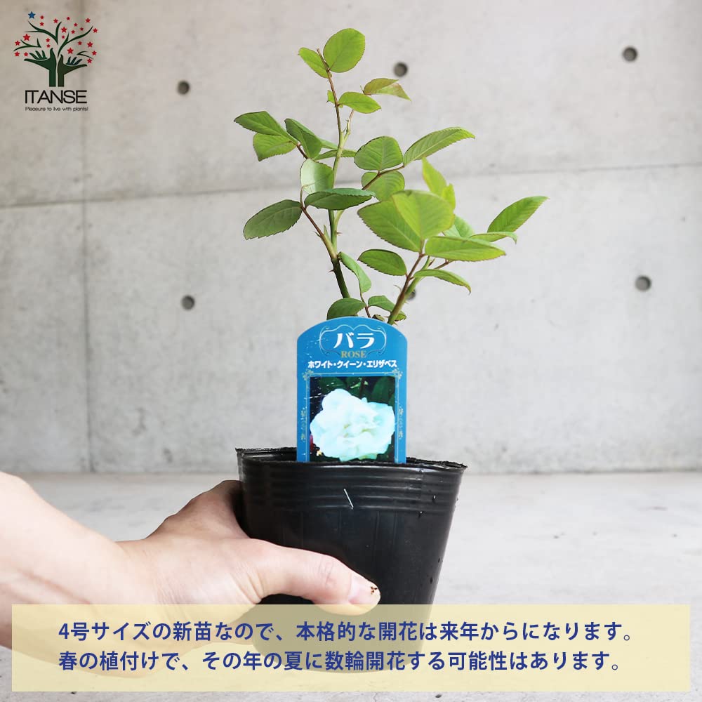 Amazon.co.jp: ITANSE 薔薇 ホワイトクイーンエリザベス 4号 1個